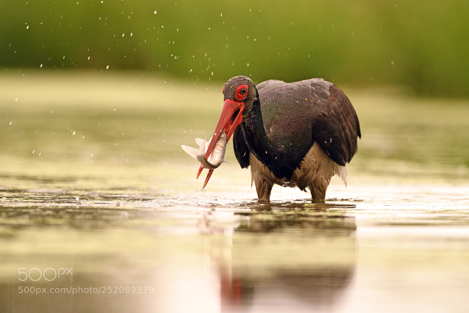 Nikon D500 sample photo. Black stork catching fish photography