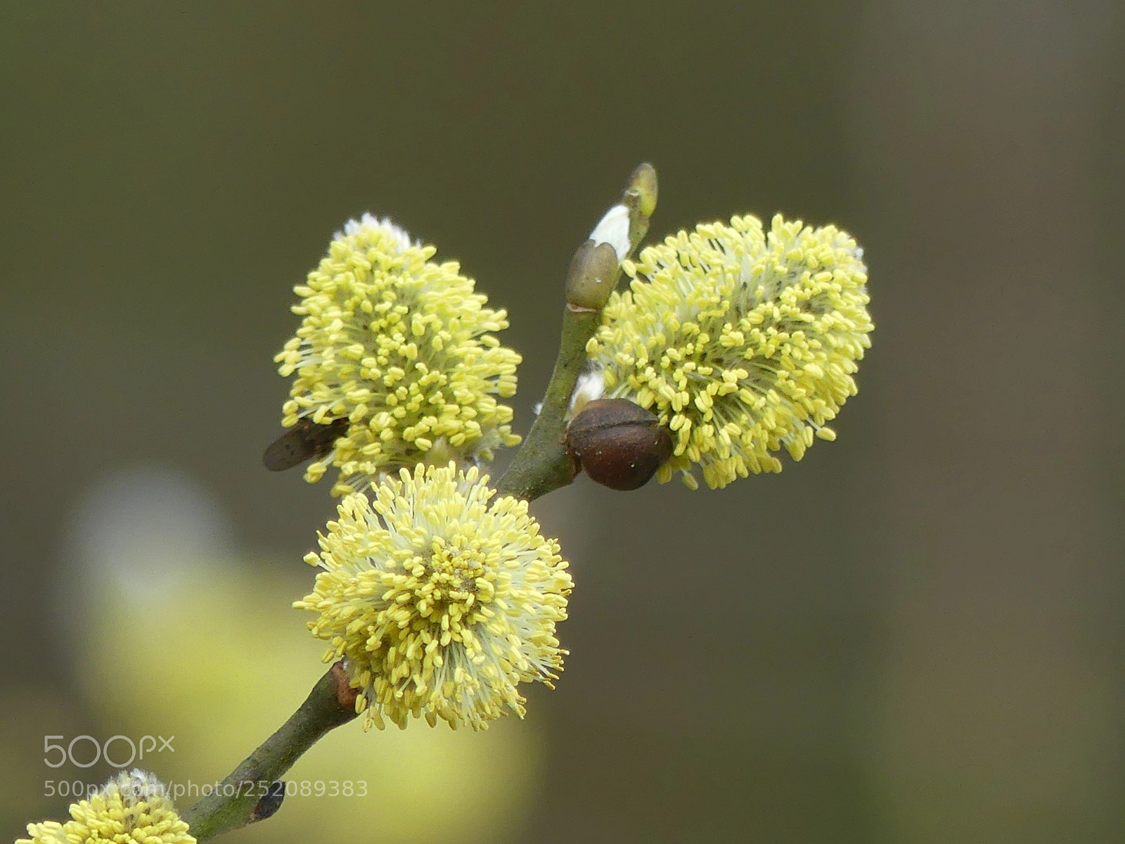 Panasonic Lumix DMC-FZ300 sample photo. Catkin photography