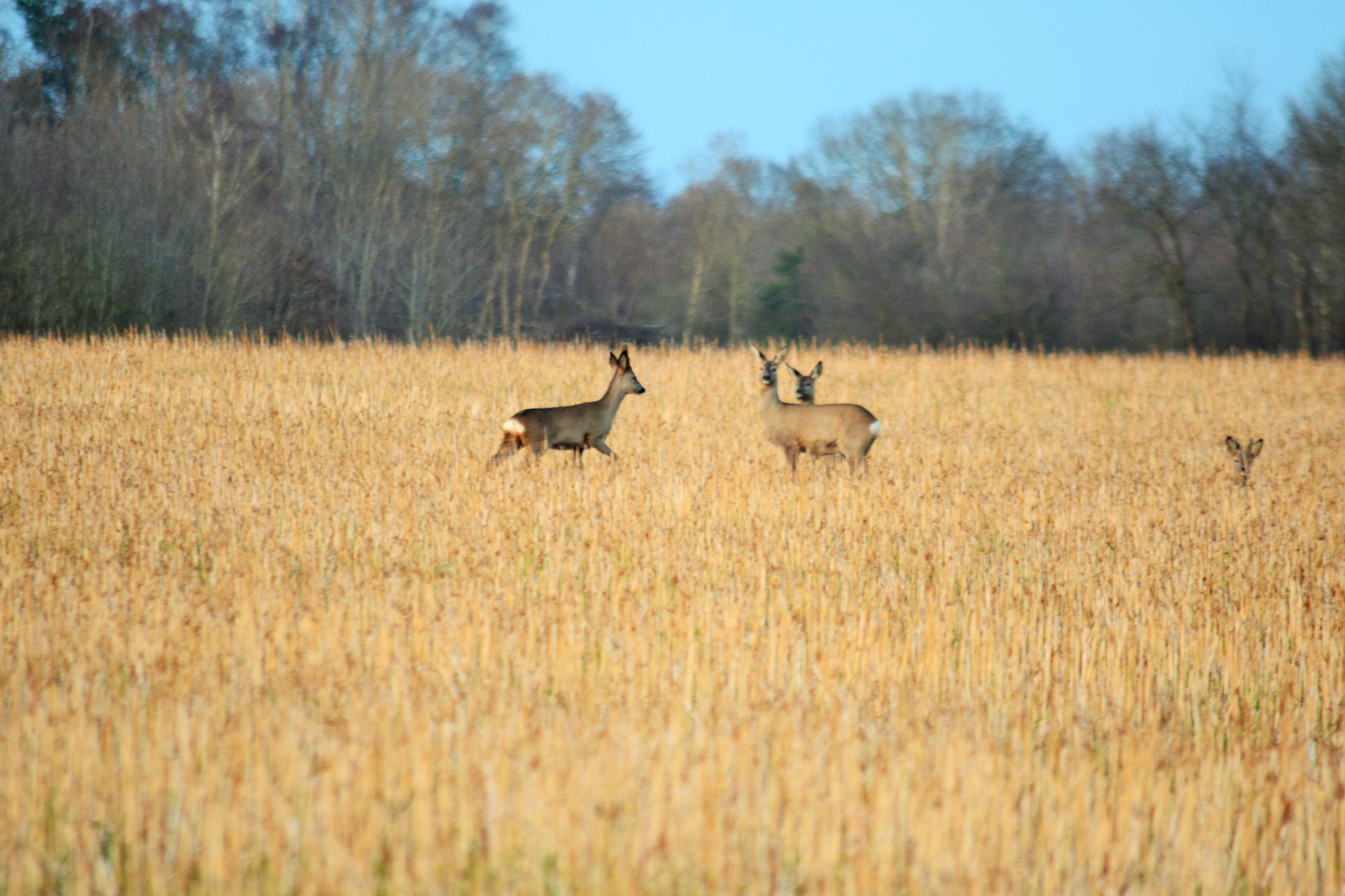 Nikon D5200 sample photo. Wie viele? photography