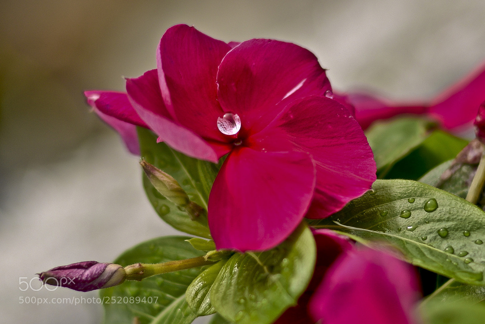 Nikon D5300 sample photo. Preciosa natureza photography