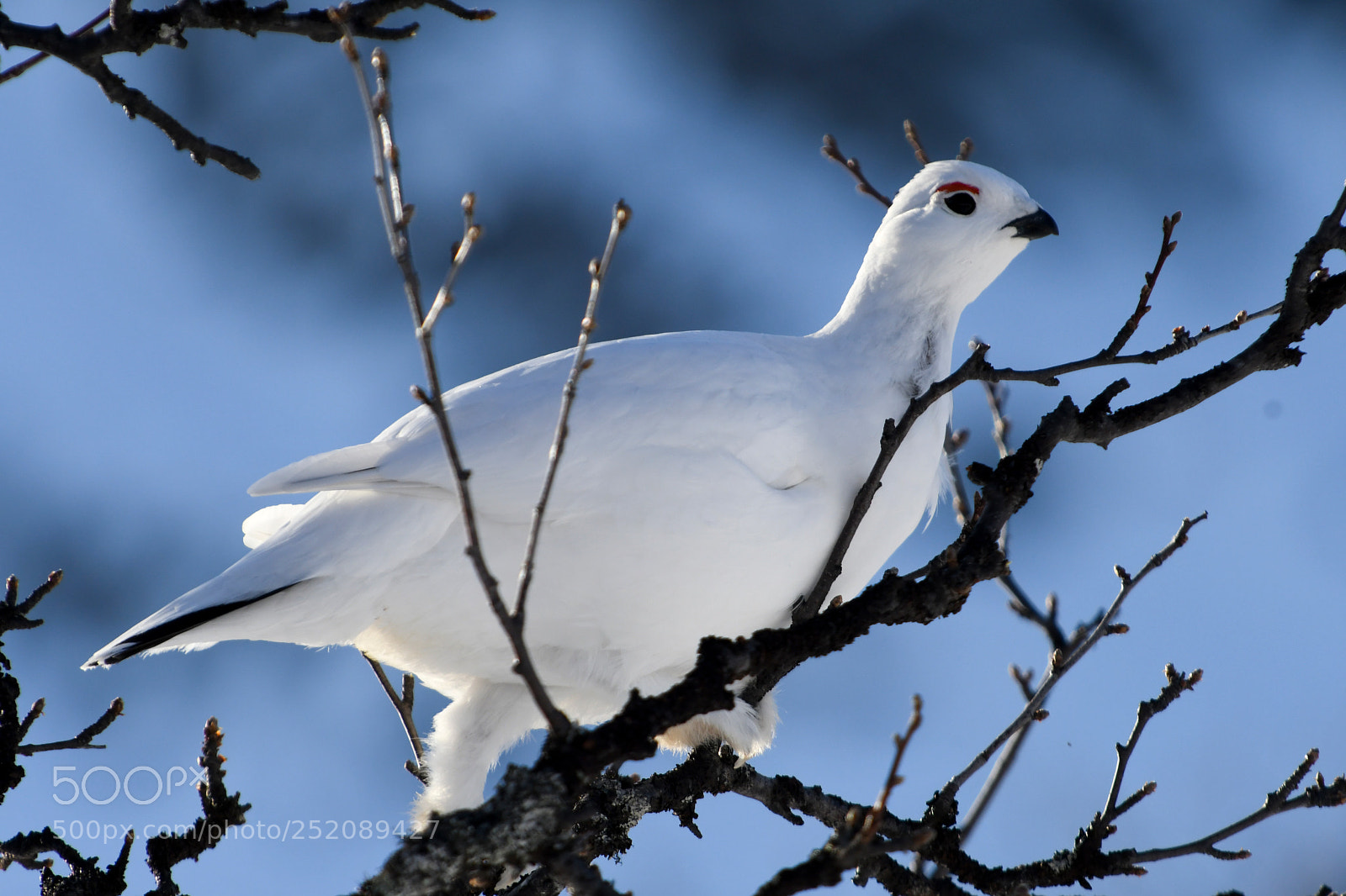 Nikon D500 sample photo. Grouse photography