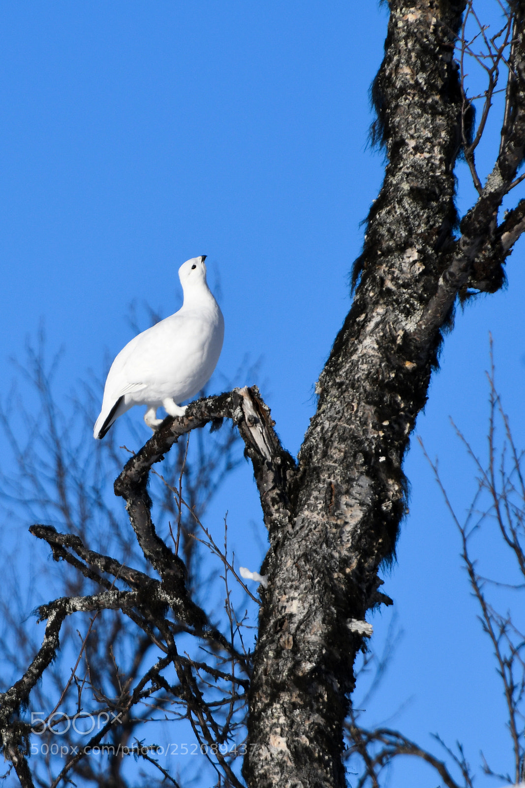 Nikon D500 sample photo. Grouse photography