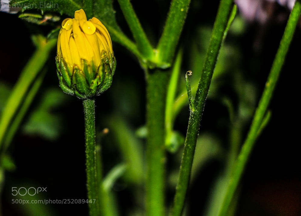 Canon EOS 70D sample photo. Untitled photography