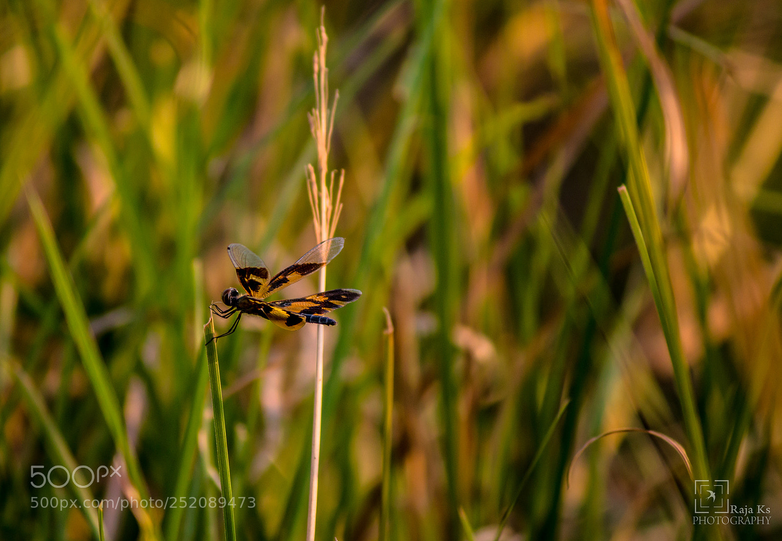 Canon EOS 70D sample photo. "rhyothemis variegata" picturewing photography