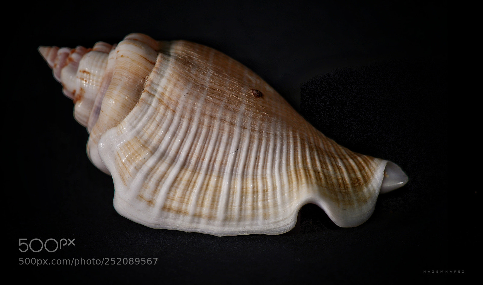 Nikon D610 sample photo. Amazing seashells ... photography