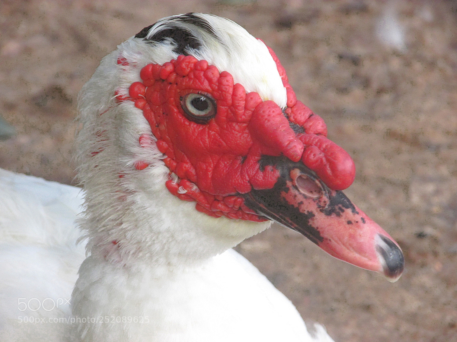 Canon PowerShot SX400 IS sample photo. Wild duck photography