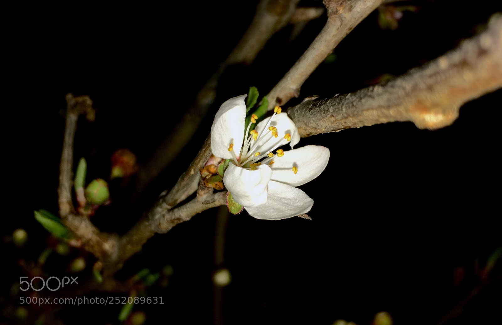Apple iPhone 5s sample photo. Untitled photography