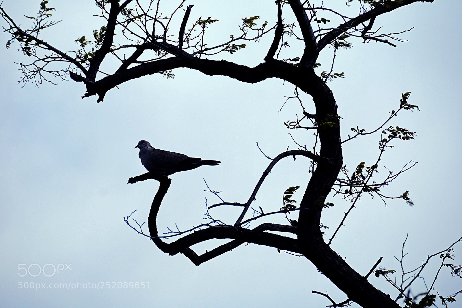 Nikon D7100 sample photo. Contrallum photography