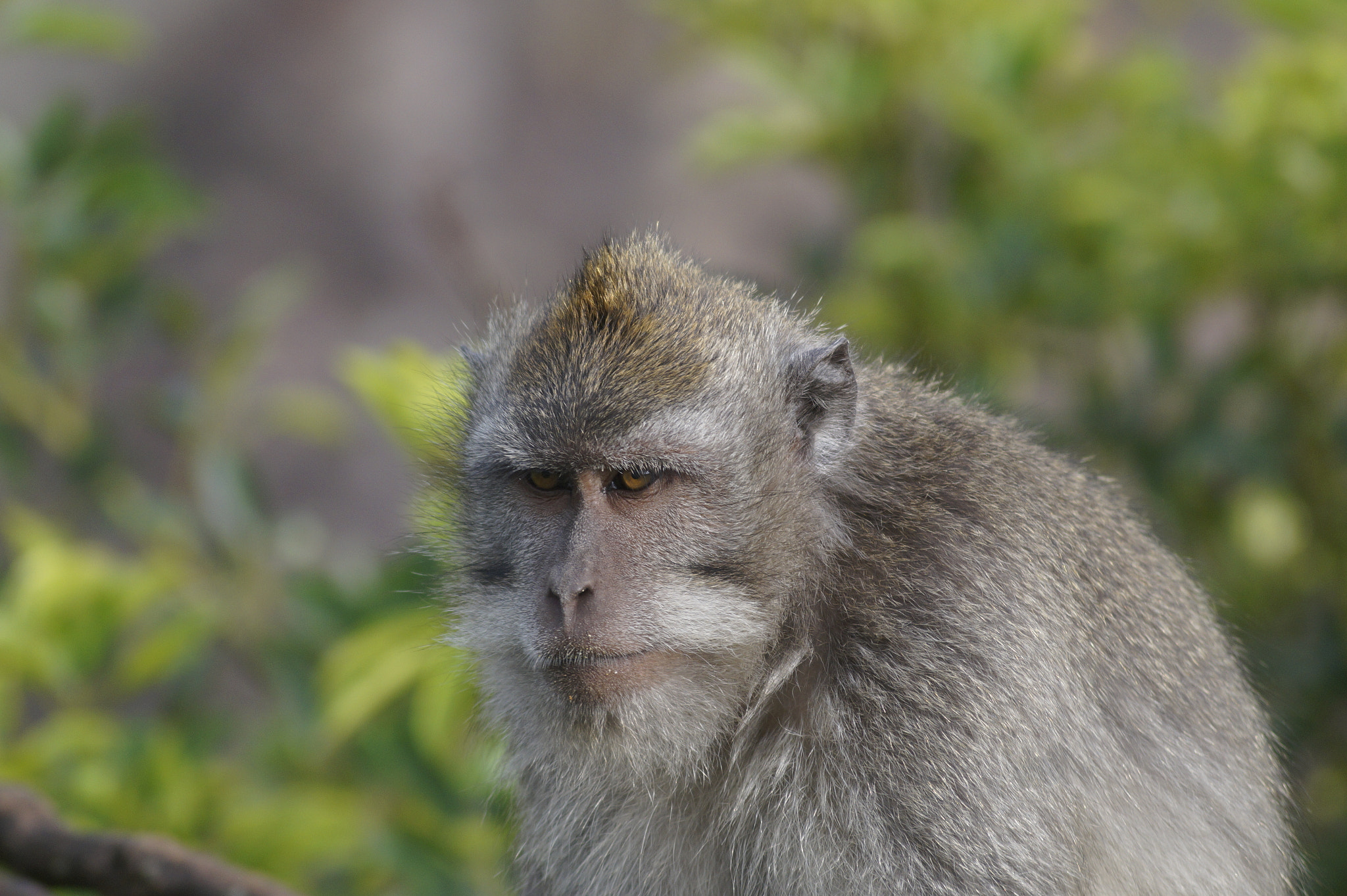 Sony DT 55-200mm F4-5.6 SAM sample photo. Kai_bali_2017 photography