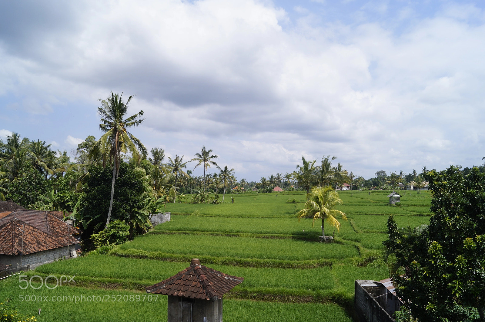 Sony SLT-A58 sample photo. Kai_bali_2017 photography