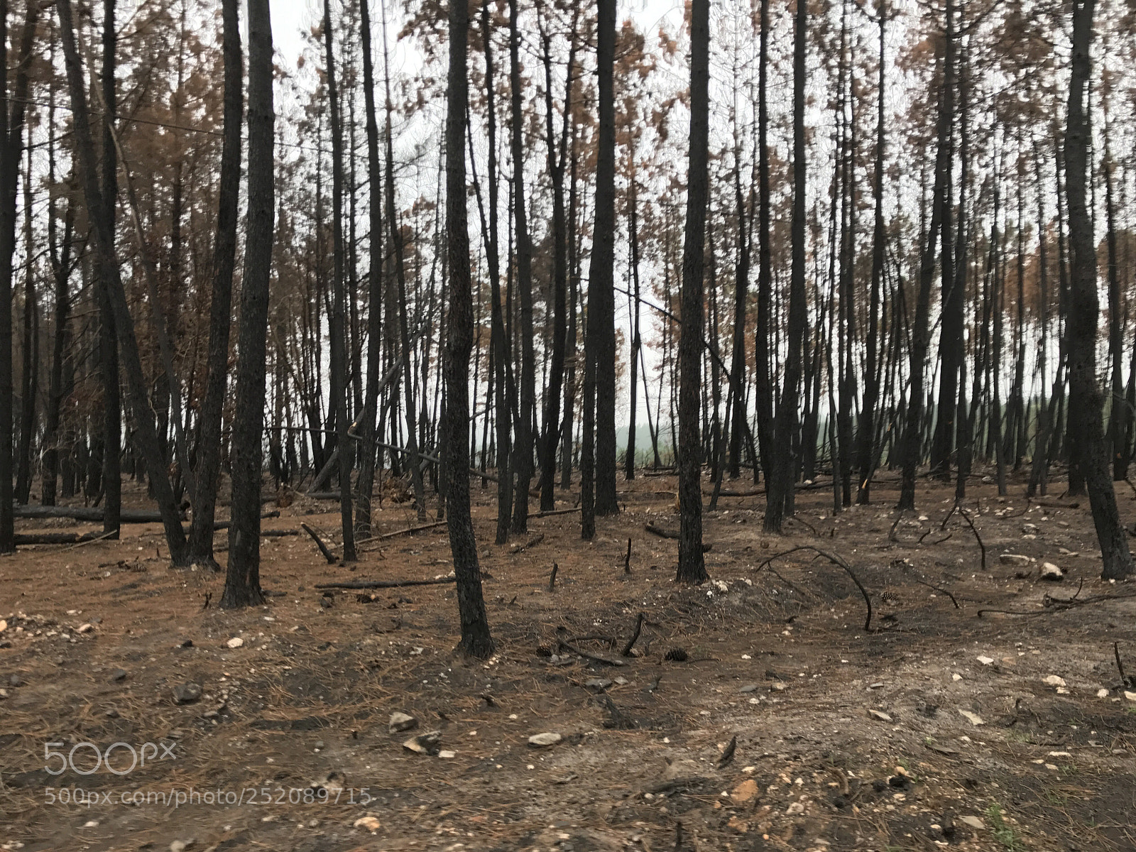 Apple iPhone 7 sample photo. What fire leave behind photography