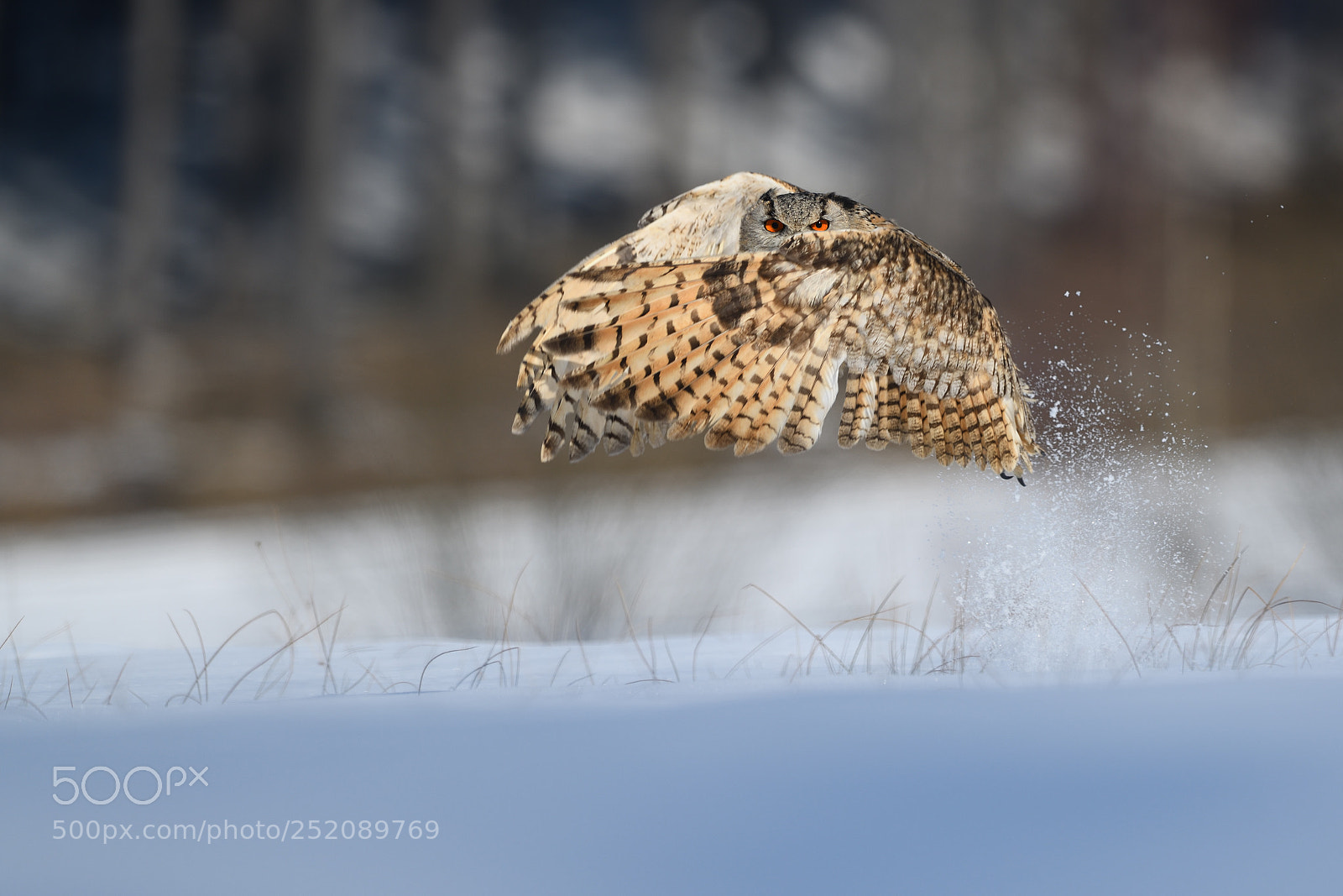 Nikon D850 sample photo. Eurasian eagle-owl start flying photography