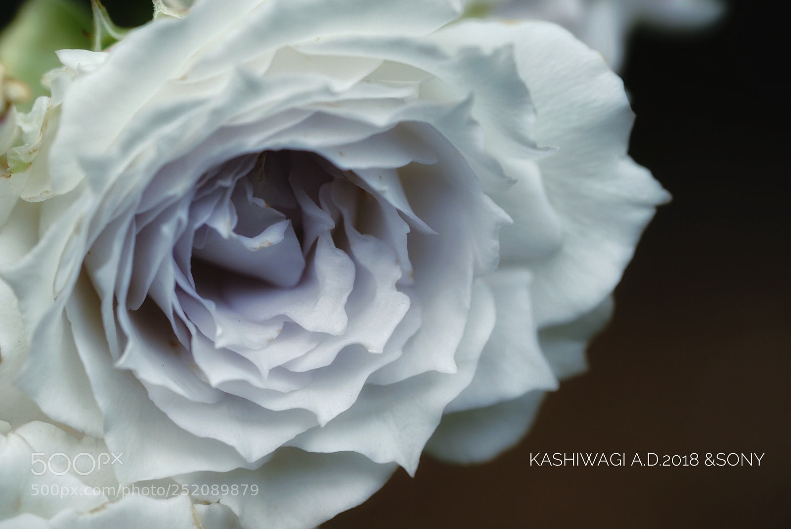 Sony a7 II sample photo. Gabriel / japan 2008 photography