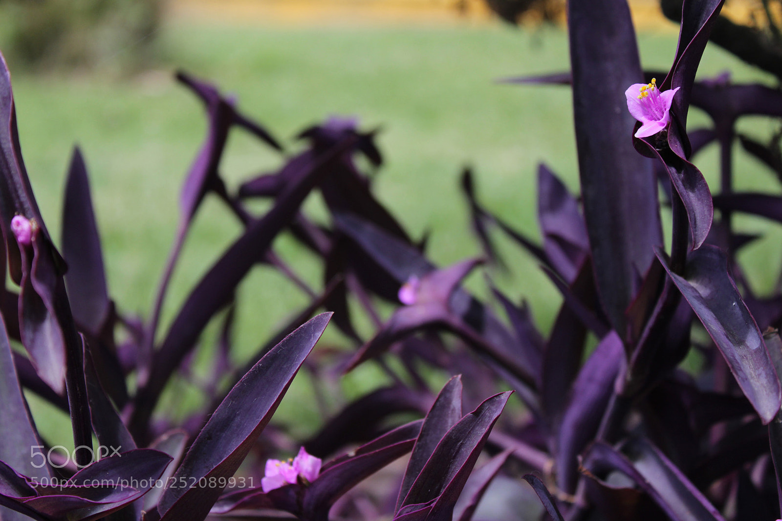 Canon EOS 1200D (EOS Rebel T5 / EOS Kiss X70 / EOS Hi) sample photo. Violeta 2 photography