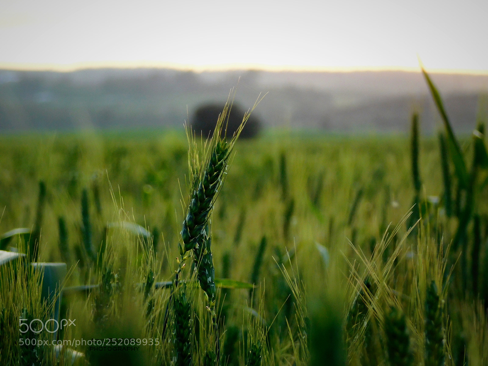 Nikon Coolpix L840 sample photo. Wheat spike photography