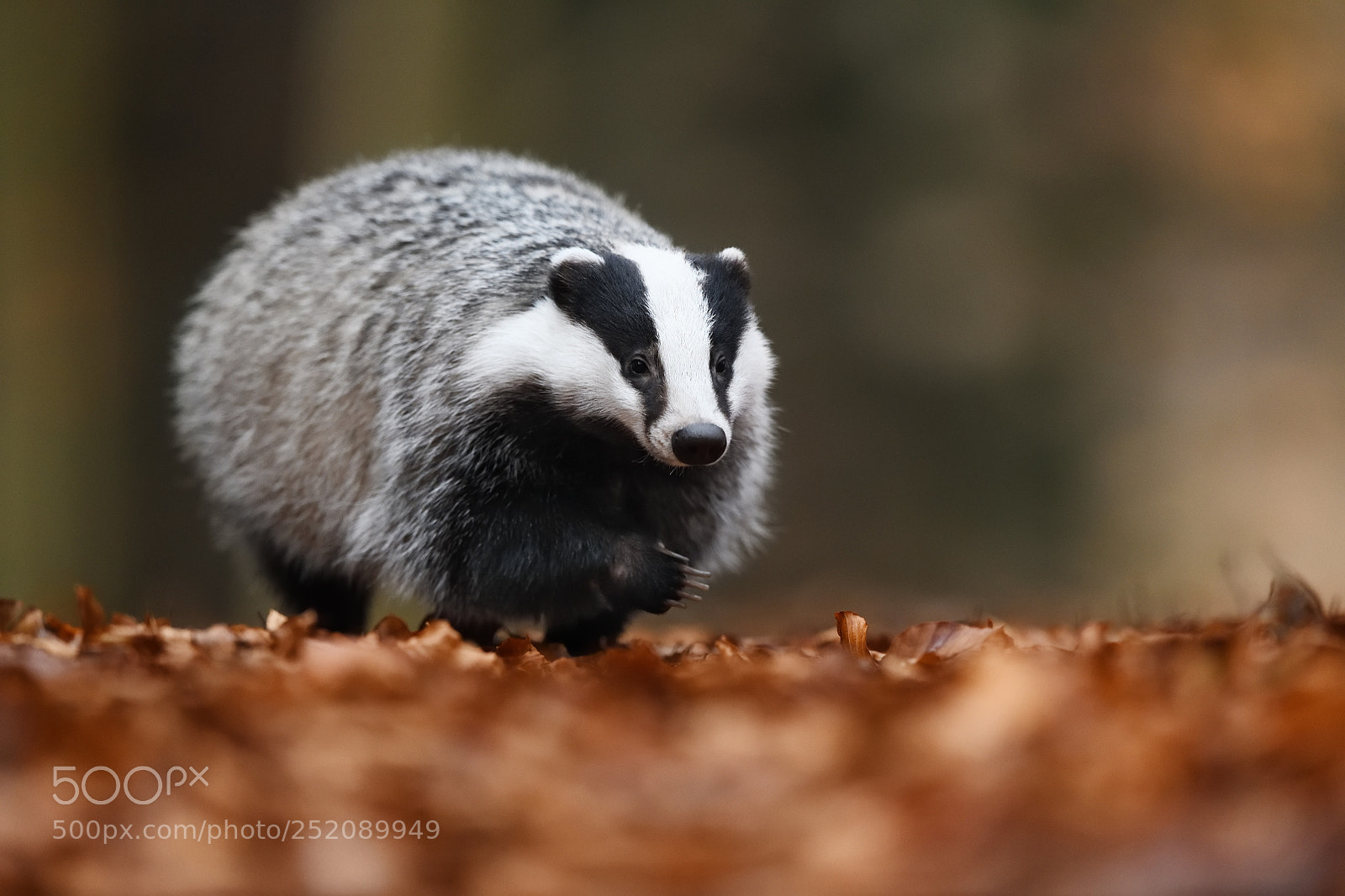 Nikon D850 sample photo. European badger running photography