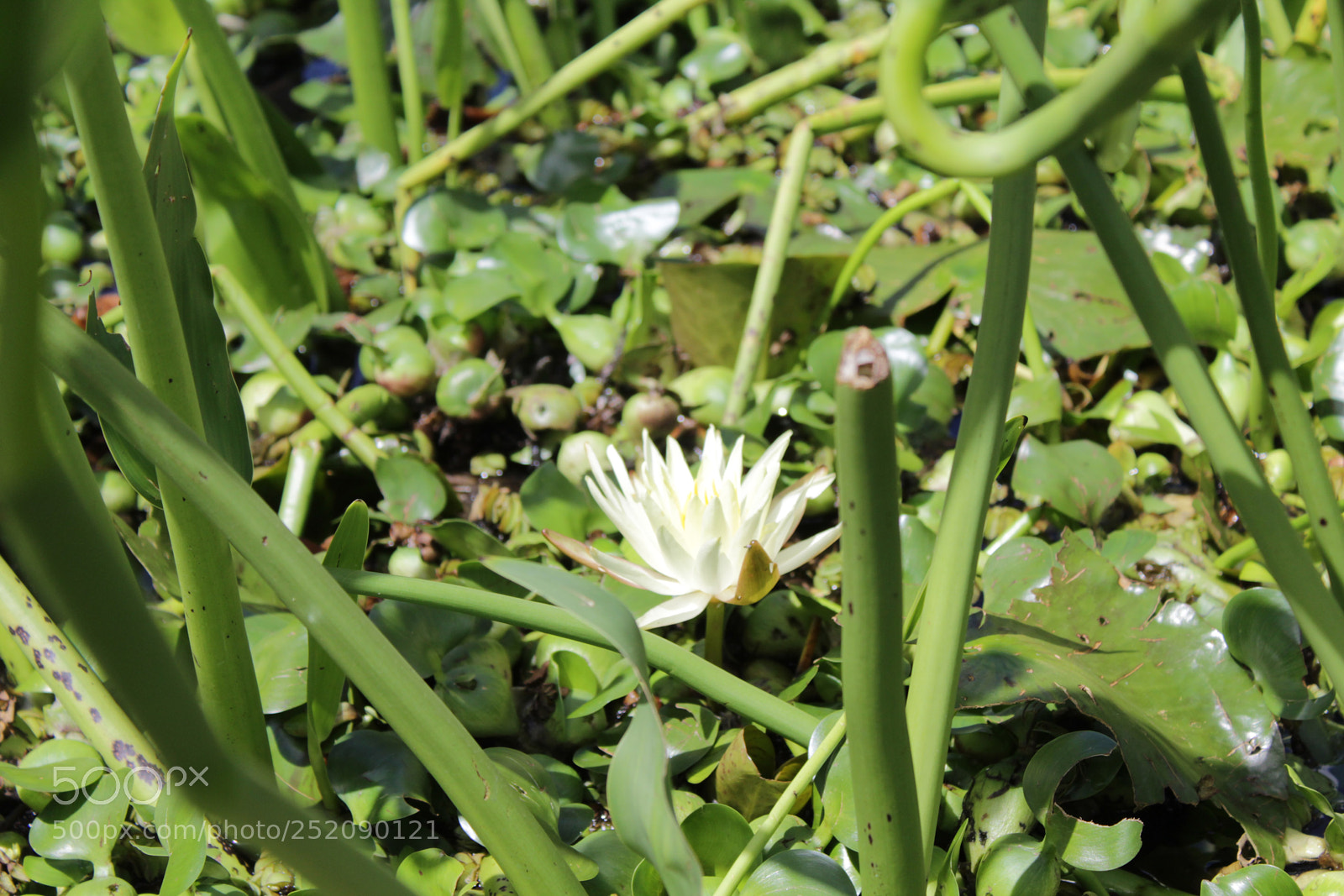 Canon EOS 1200D (EOS Rebel T5 / EOS Kiss X70 / EOS Hi) sample photo. Img photography