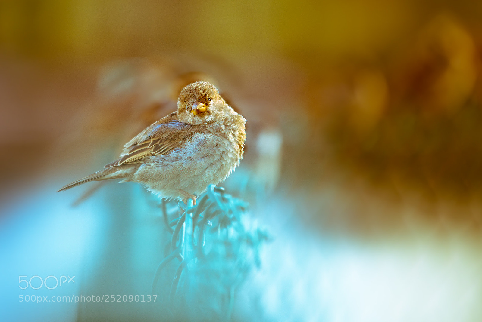 Nikon D850 sample photo. Bird photography
