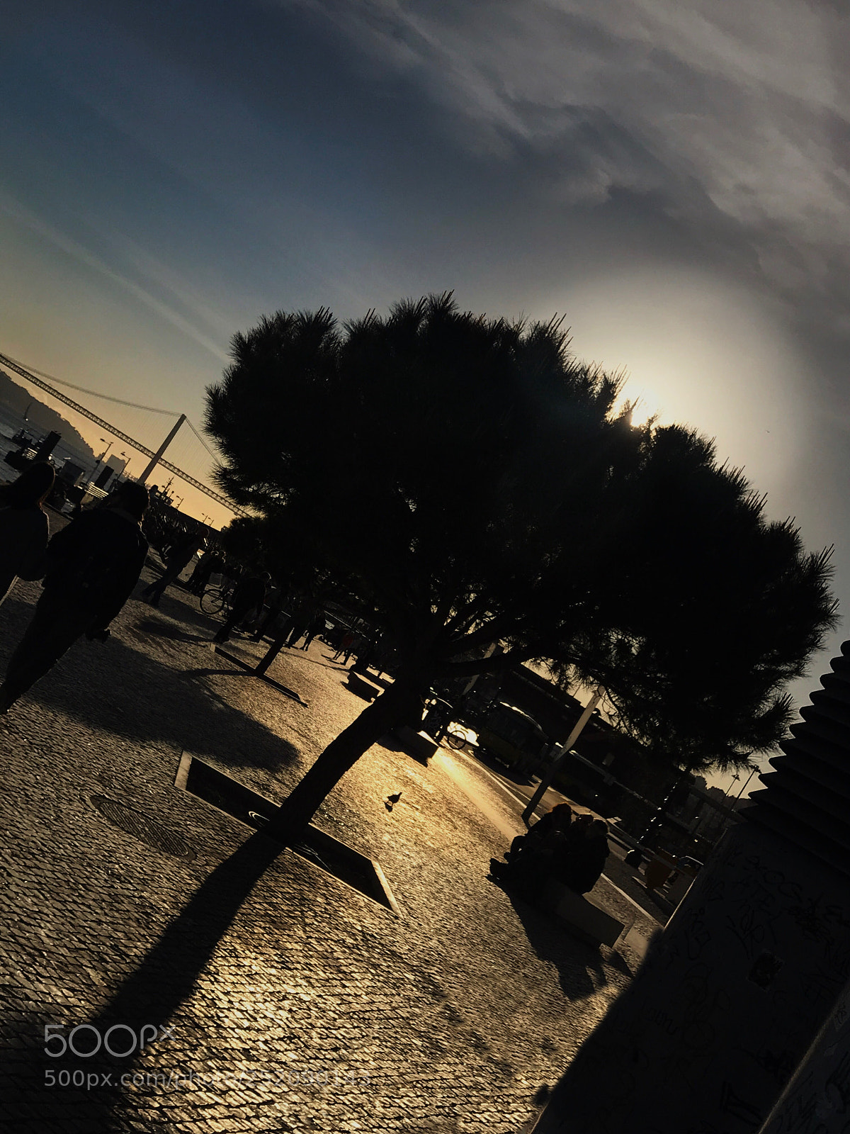 Apple iPhone 7 Plus sample photo. Tree of life photography