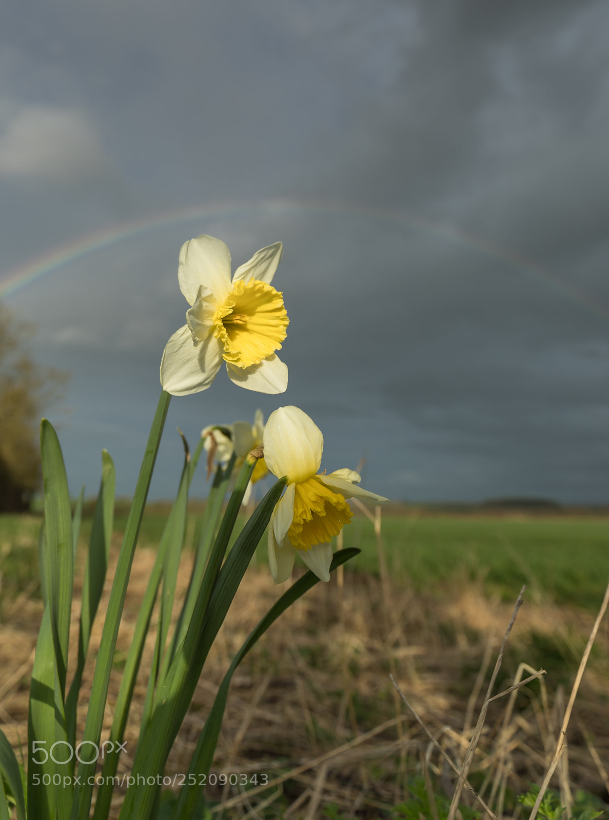 Canon EOS-1D X Mark II sample photo. Spring daffodil photography