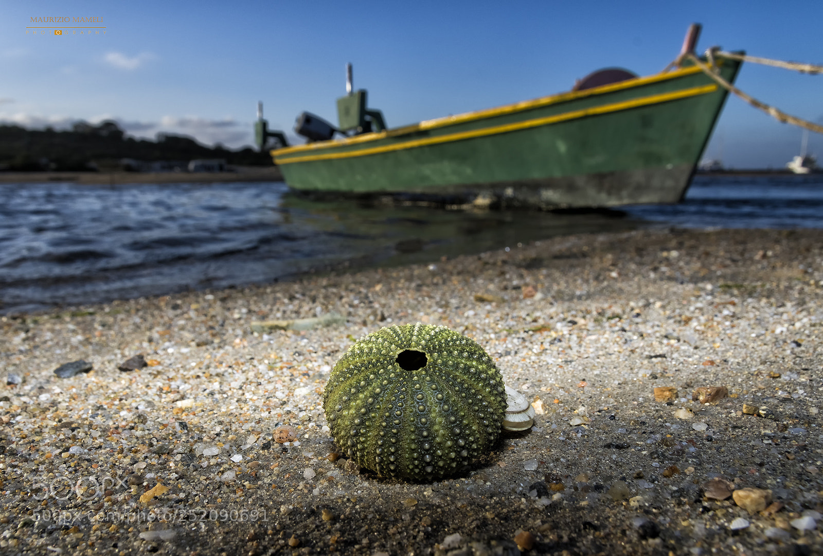 Pentax K-3 sample photo. Sea urchin photography