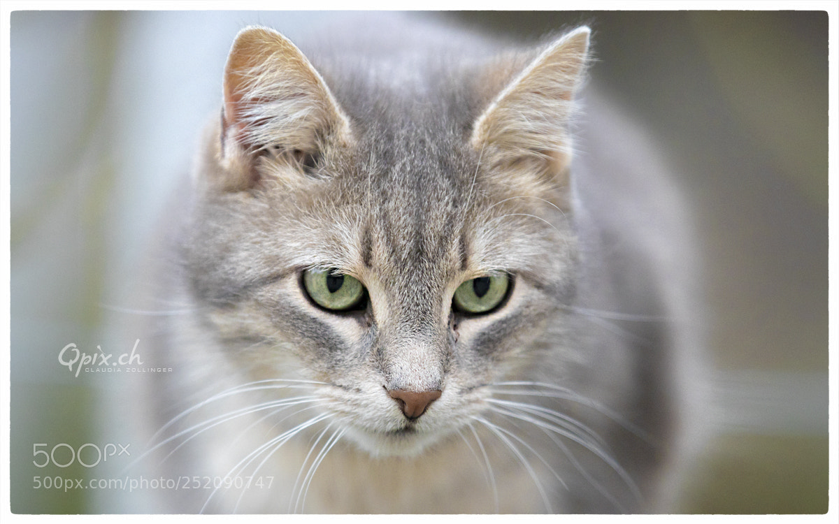 Canon EOS 80D sample photo. Mau photography