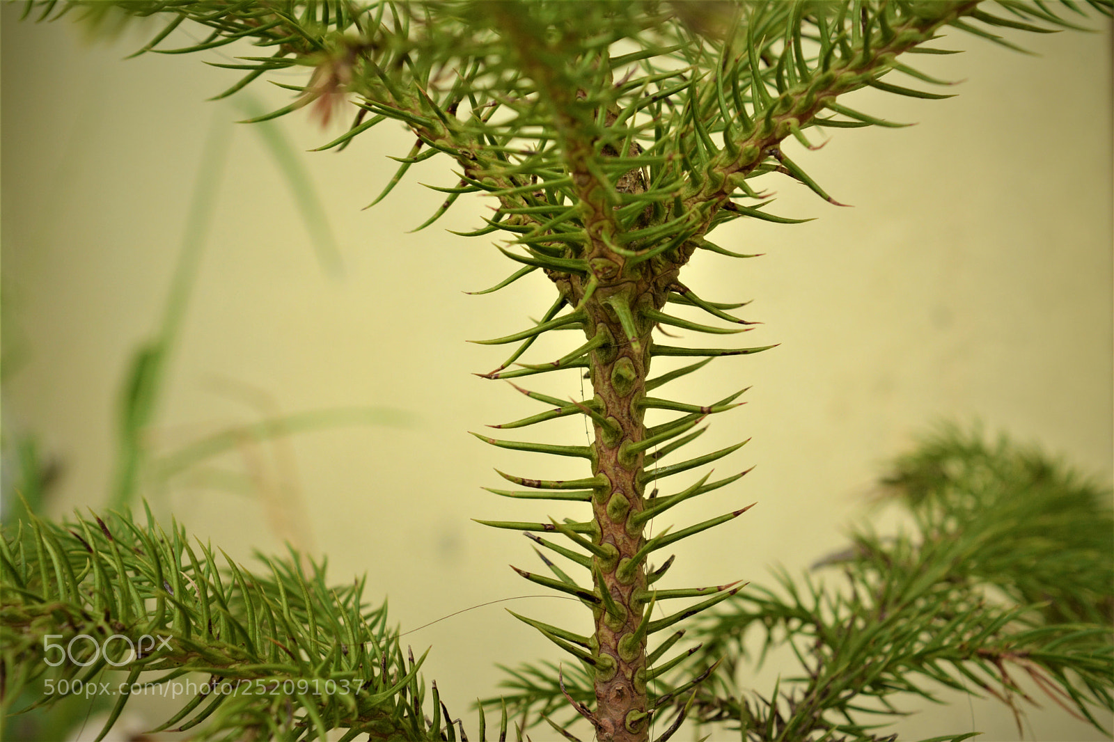 Nikon D5200 sample photo. Up-close with lens photography