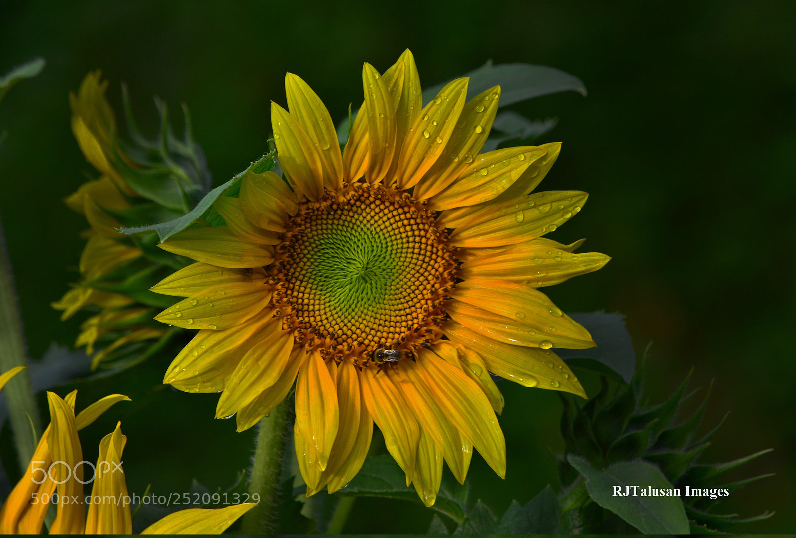 Nikon D7100 sample photo. Rjt photography