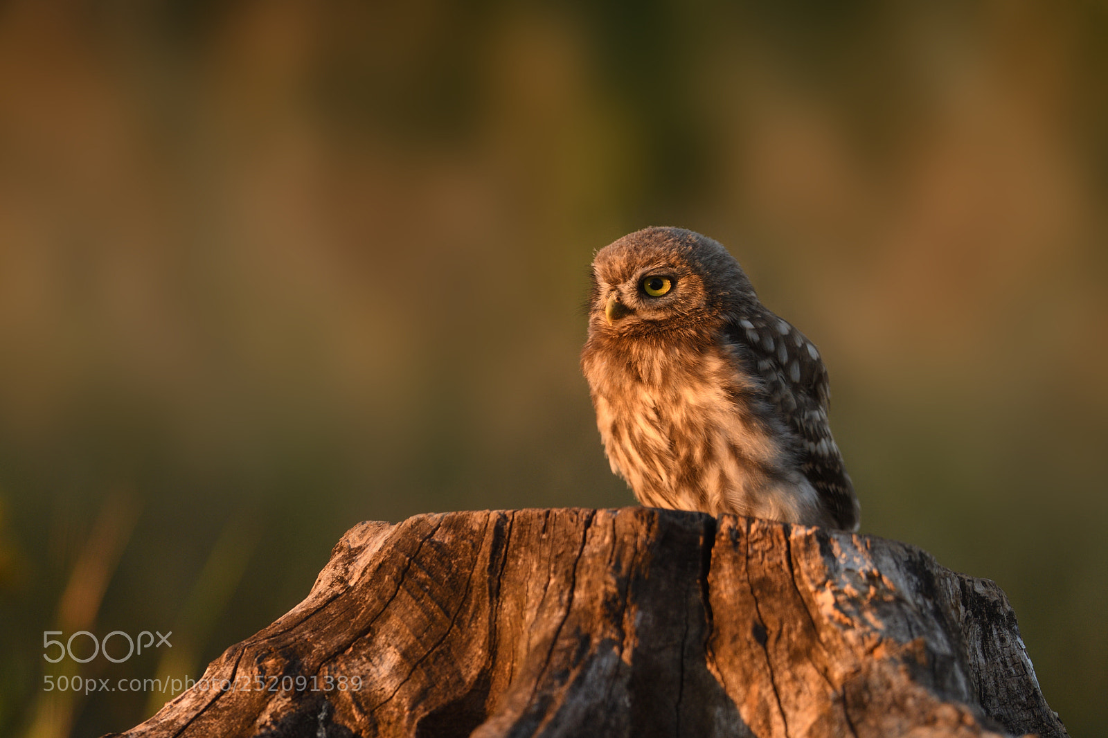 Nikon D500 sample photo. Little owl sitting on photography