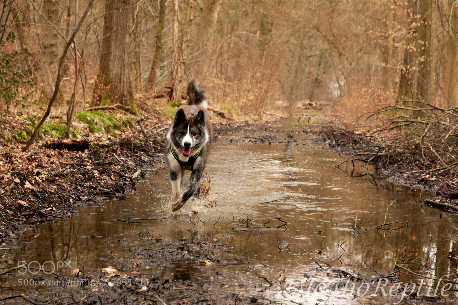 Canon EOS 70D sample photo. Canis lupus familiaris akita photography