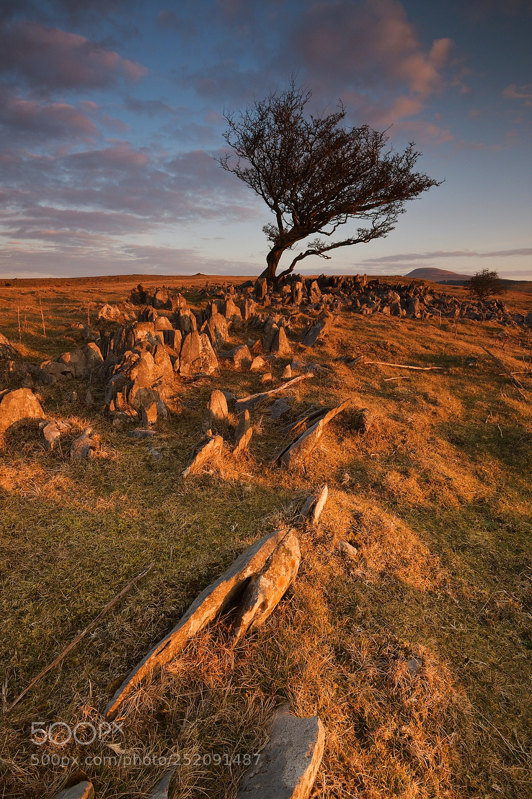 Nikon D7500 sample photo. Lone tree-soft dawn light photography