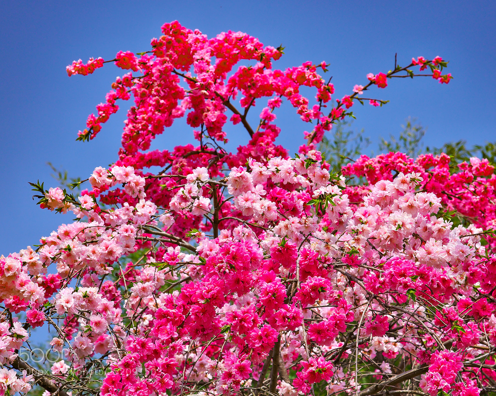 Nikon D800 sample photo. Weeping double ume blossoms photography