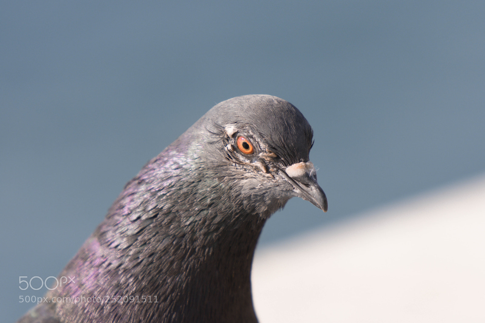 Nikon D7200 sample photo. Regard de pigeon photography