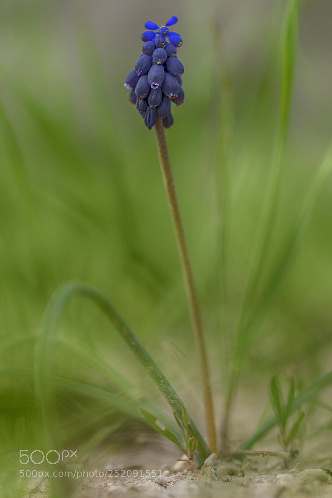 Canon EOS 6D Mark II sample photo. Mg photography