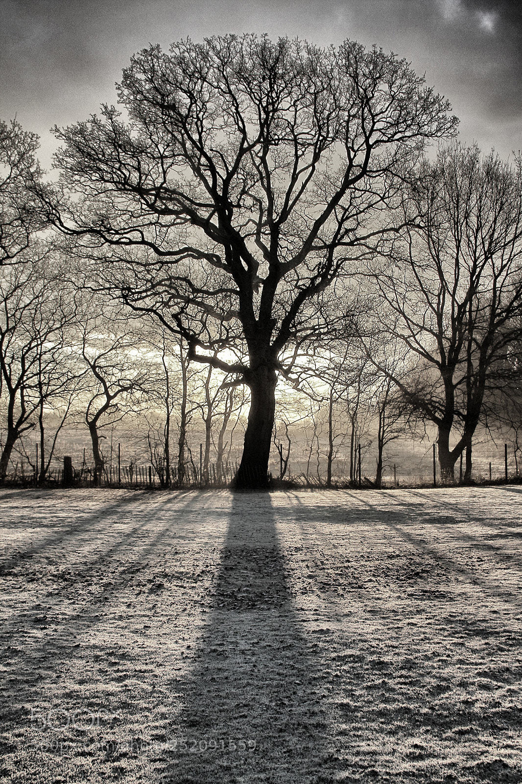 Canon EOS 7D sample photo. Early morning frost photography