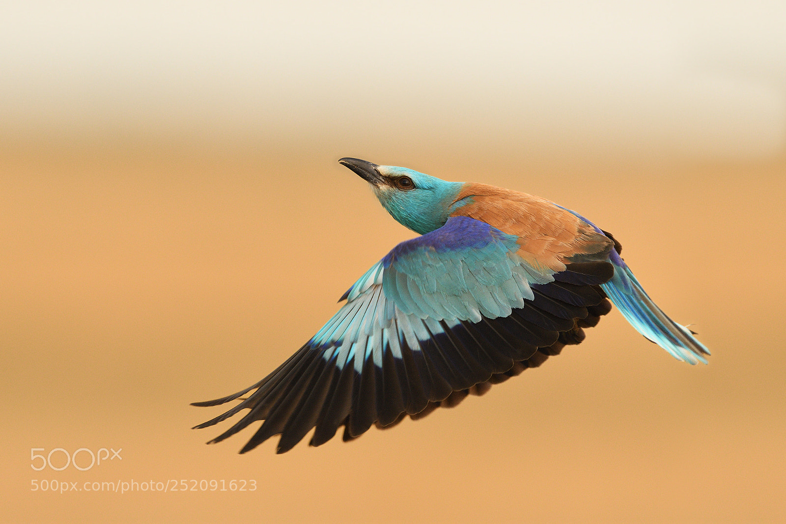 Nikon D500 sample photo. European roller flying photography
