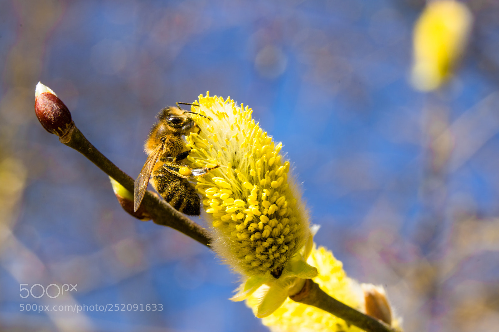 Sony a7 sample photo. Hard working bee - 1 photography