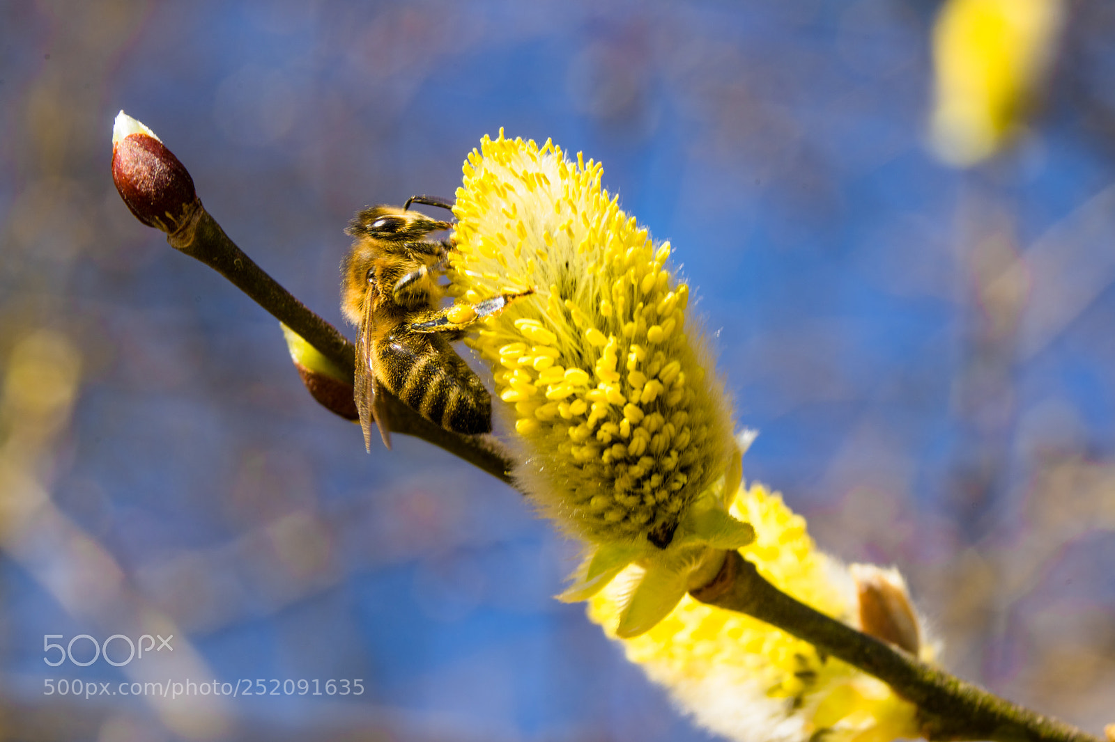 Sony a7 sample photo. Hard working bee - 2 photography
