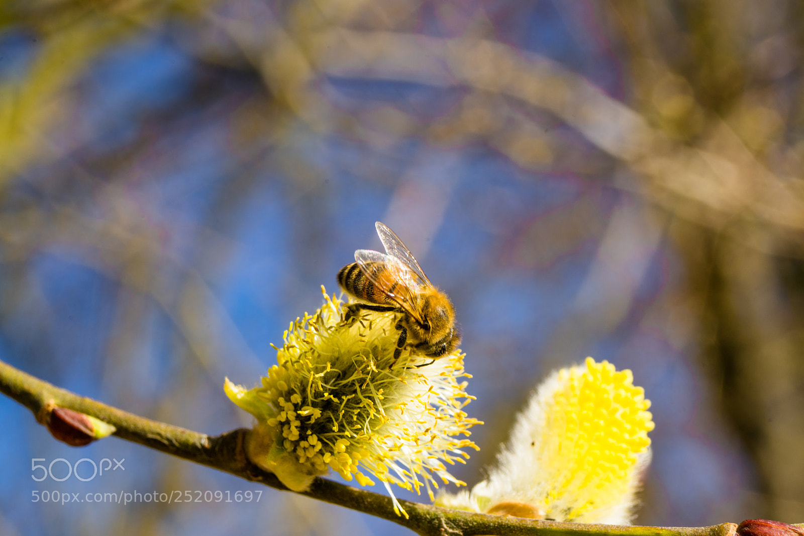 Sony a7 sample photo. Hard working bee - 3 photography