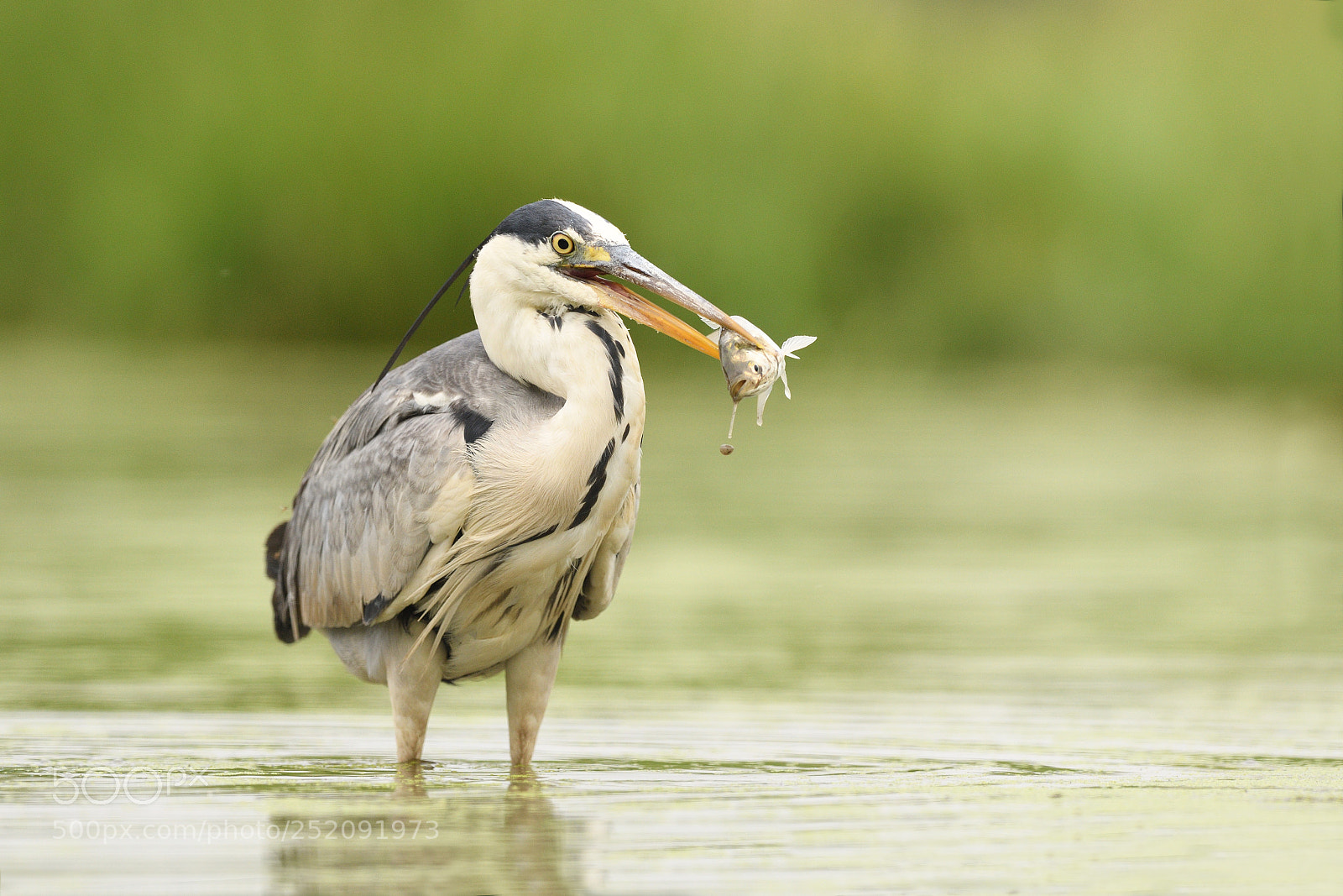 Nikon D500 sample photo. Grey heron catching fish photography