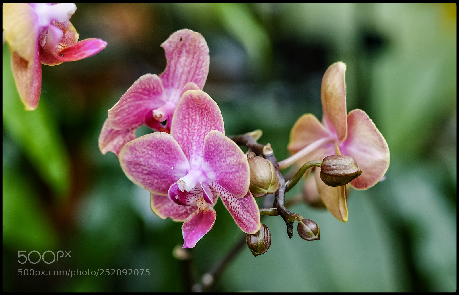 Fujifilm X-T1 sample photo. Orchideen photography