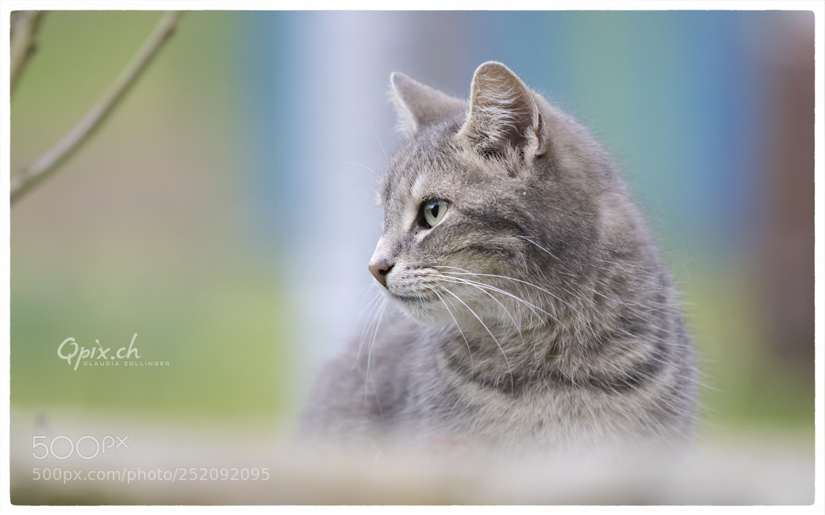Canon EOS 80D sample photo. Maumau photography