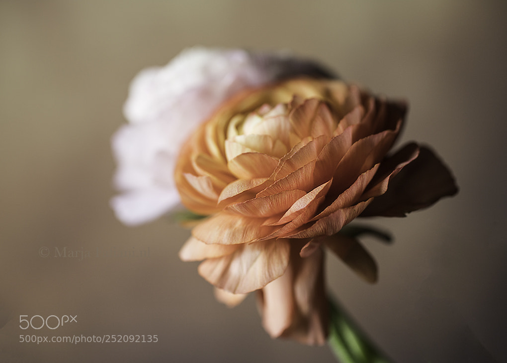 Canon EOS 6D Mark II sample photo. Ranonkel photography