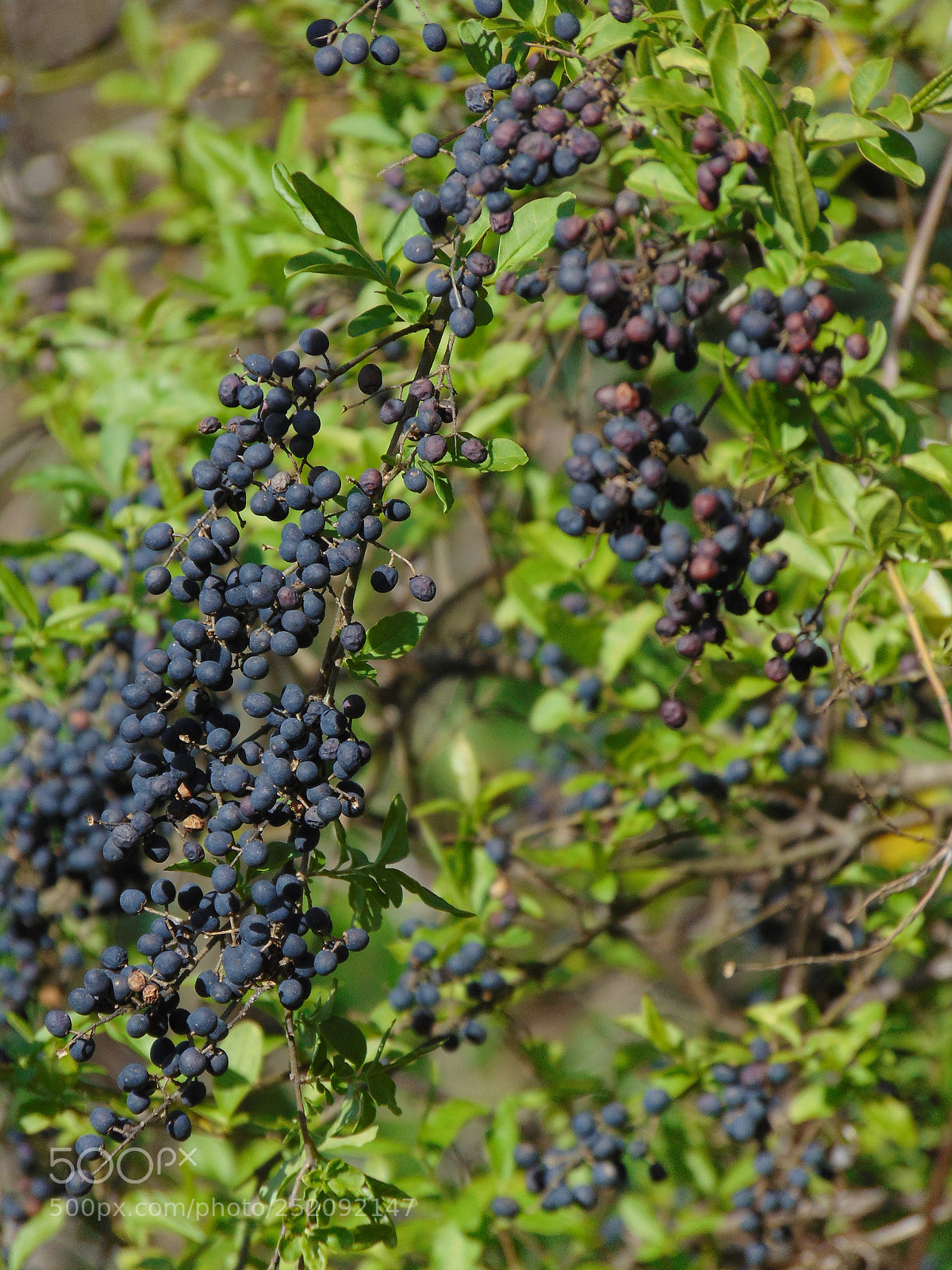 Sony Cyber-shot DSC-H300 sample photo. Creeping grapes photography