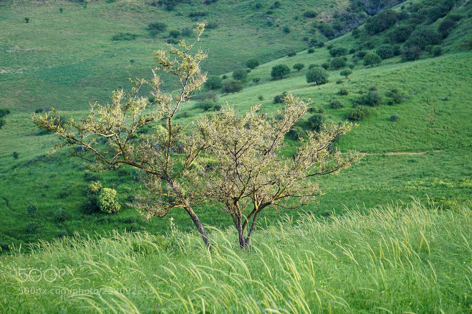 Sony a6000 sample photo. Lone tree photography