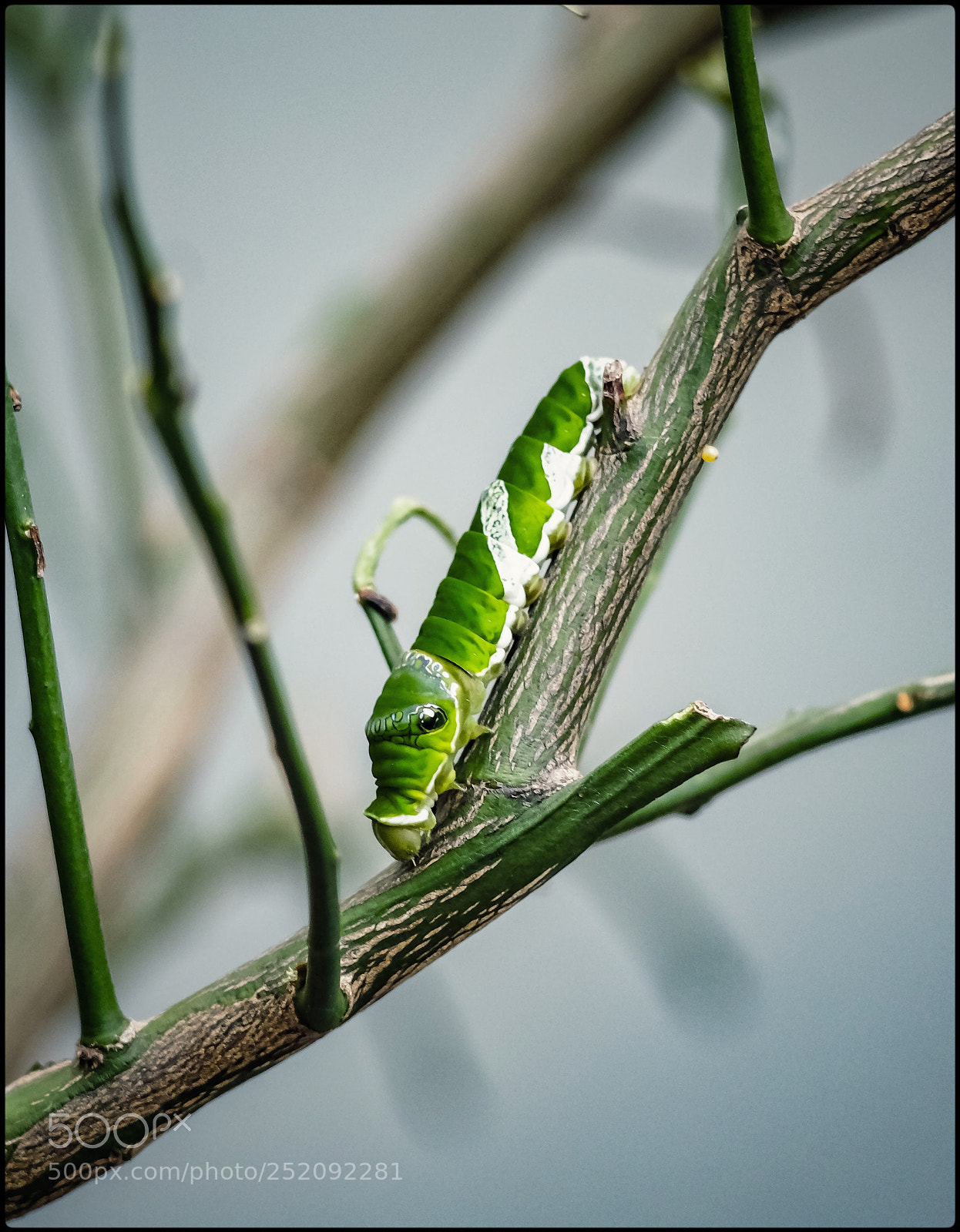 Fujifilm X-T1 sample photo. Green on green photography