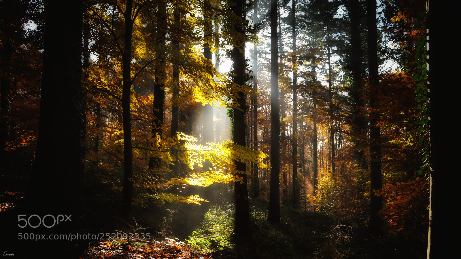 Nikon D5000 sample photo. Legends of the fall photography
