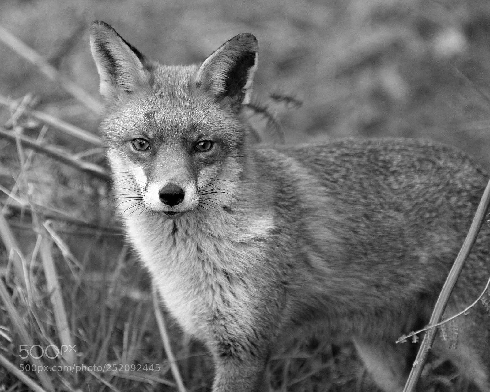 Canon EOS 5D Mark II sample photo. Chobham fox photography