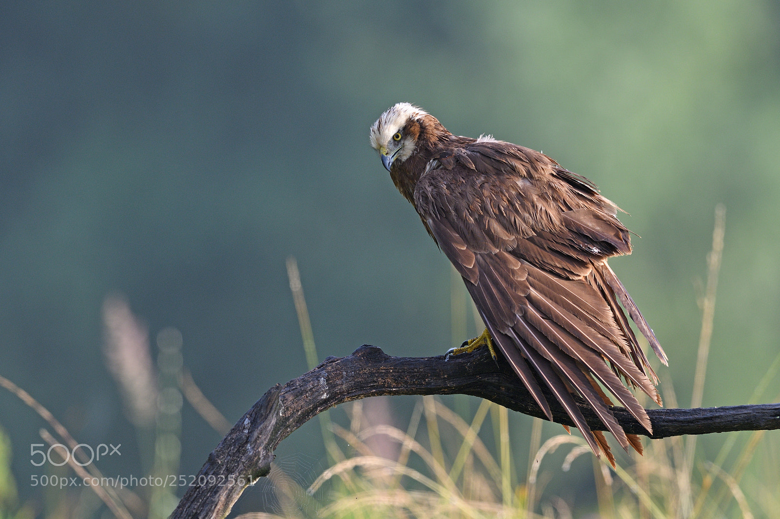 Nikon D500 sample photo. Western marsh harrier photography