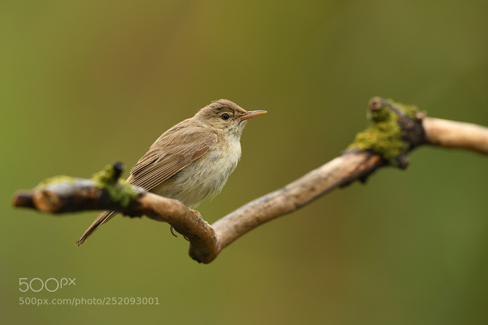 Nikon D500 sample photo. Eurasian reed warbler photography